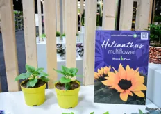 De Helianthus Multiflower wordt geleverd in potmaat 15. De plant wordt halverwege de teeltperiode getopt waardoor het een boeket aan bloemen ontstaat.